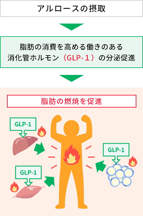 アルロースの摂取→脂肪の消費を高める働きのある消化管ホルモン（GLP-１）の分泌促進→脂肪の燃焼を促進