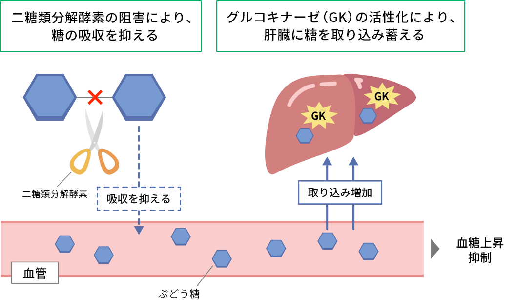 二糖類分解酵素の阻害により、糖の吸収を抑える / グルコキナーゼ（GK）の活性化により、肝臓に糖を取り込み蓄える